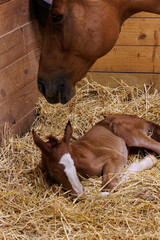 foal sleeping in the straw with dam