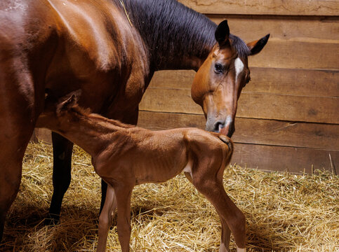 mare and new foal