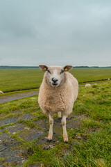 Sheep at Terschelling island in the Wadden Sea - Holland or the Netherlands