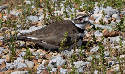killdeer on the nest