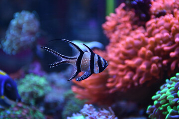 Banggai cardinal fish - (Pterapogon kauderni) swimming in marine aquarium full of colorful corals and marine life.