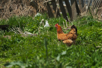 Domestic chicken in the village