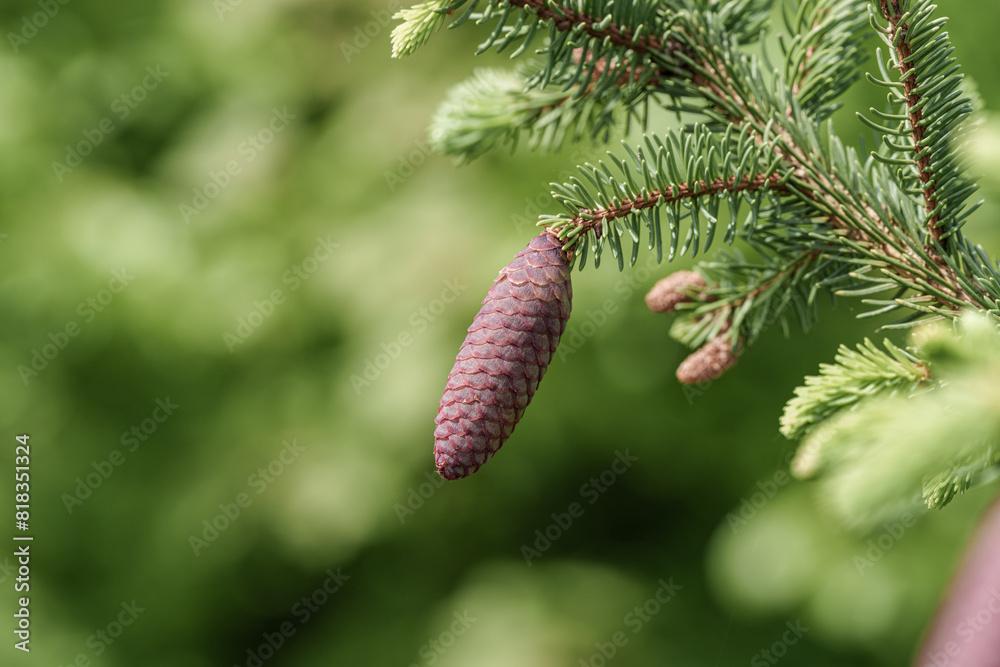 Wall mural a close up of a shortstraw pine cone on a tree branch