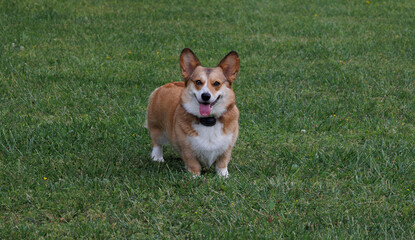 happy corgi pup