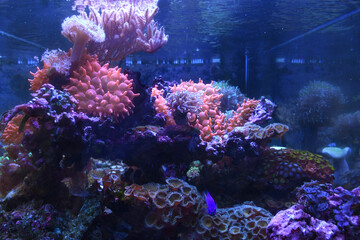 Coral reef aquarium full of colorful corals, anemones and marine life.