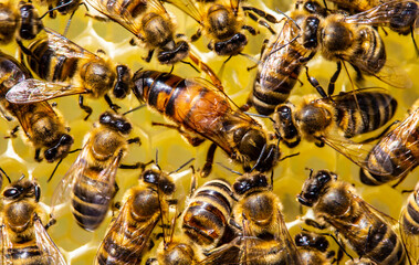 Queen bee and bee.  Queen Bee is always surrounded by working bees – her servant.