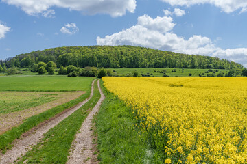 A dirt road winds through a field of yellow flowers under a cloudfilled sky