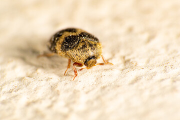 Tiny beetle walking along the wall of a house, selective focus