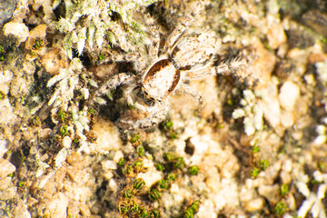 Jumping spider on an old concrete surface, selective focus.