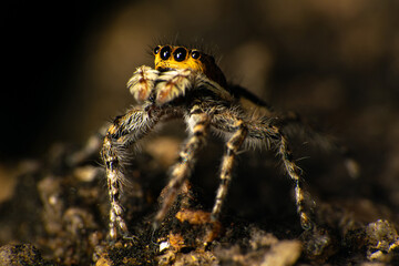 Jumping spider on an old concrete surface, selective focus.