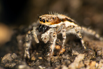 Jumping spider on an old concrete surface, selective focus.