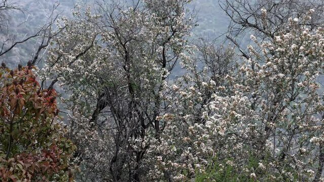 Bigpod Buckbrush, Ceanothus Megacarpus Variety Megacarpus, a spectacular native monoclinous shrub displaying dichasiate thyrse inflorescences during late Winter in the Santa Monica Mountains.