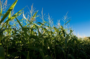 Muskoka, Ontario, Canada; Corn Field