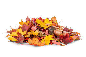 Pile of autumn colored leaves isolated on white background. A heap of different maple dry leaf .Red, yellow and colorful foliage