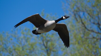 Majestic Bird Soaring Through Azure Sky