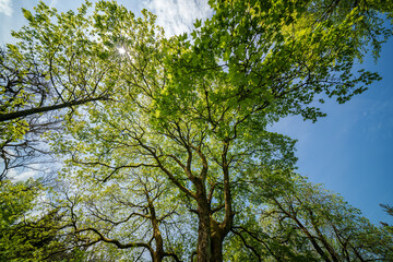 Sunlight filtering through tree branches in natural landscape, sustainability