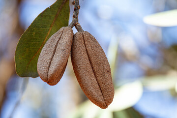 Rare plant from the Brazilian cerrado biome. Unidentified botanical species