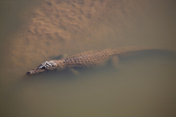 Nilkrokodil / Nile crocodile / Crocodylus niloticus