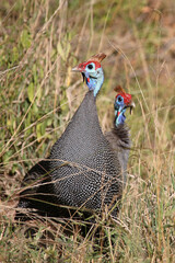 Helmperlhuhn / Helmeted guineafowl / Numida meleagris