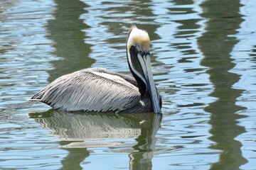 Pelican-In the Water