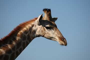 Giraffe / Giraffe / Giraffa camelopardalis