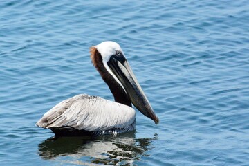 Sea Birds