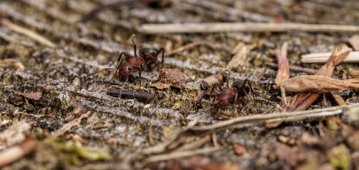 Arthropod group crawling on ground, possibly pests for plants