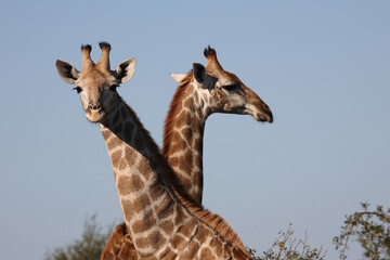 Giraffe / Giraffe / Giraffa camelopardalis