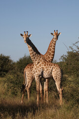 Giraffe / Giraffe / Giraffa camelopardalis