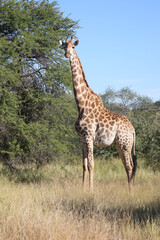 Giraffe / Giraffe / Giraffa camelopardalis
