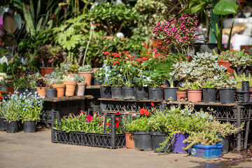 Fair of flowers in Tbilisi Georgia. Beautiful flowers and plants for home or garden, soft focus. Various bouquets in baskets for sale at street market