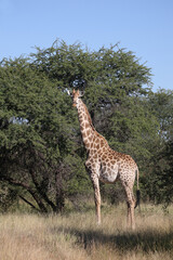 Giraffe / Giraffe / Giraffa camelopardalis