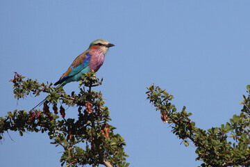 Gabelracke / Lilac-breasted roller / Coracias caudata
