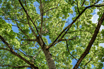 Looking up at the trees in a forest with the sun shining through the leaves, sustainability