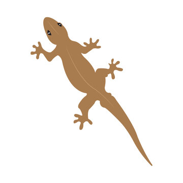 lizard icon vector illustration design template
