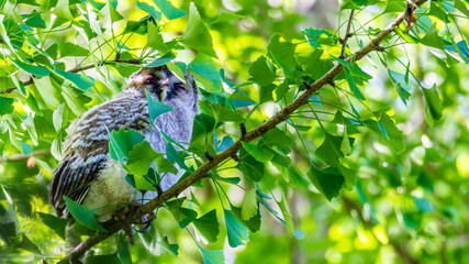 Owl chick looking here