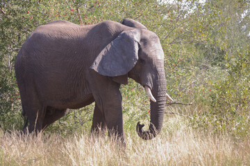 Fototapeta premium Afrikanischer Elefant / African elephant / Loxodonta africana