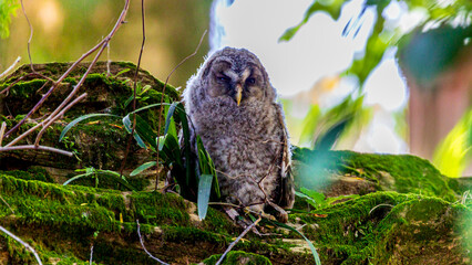 倒木の上のフクロウの雛