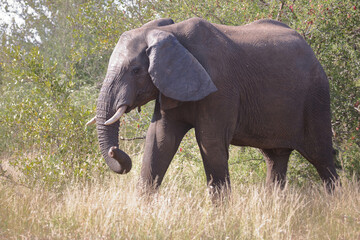 Afrikanischer Elefant / African elephant / Loxodonta africana