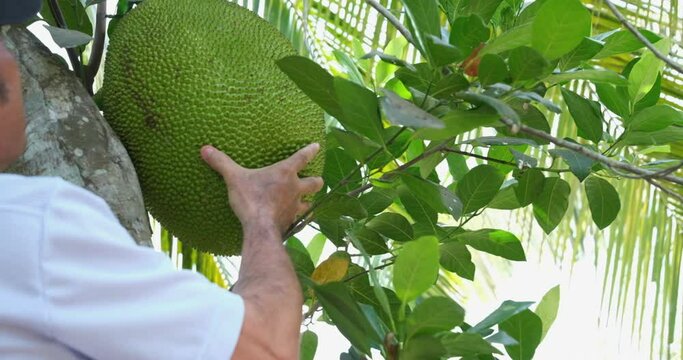 White liquid flows out of jackfruit Picking Jackfruit from a tree man twists a jack fruit from its stem until it falls off the tree and onto the ground 