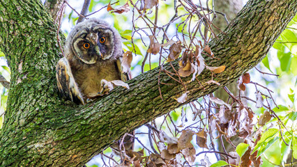 トラフズクの幼鳥　野生