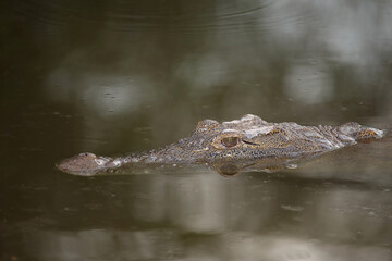 Nilkrokodil / Nile crocodile / Crocodylus niloticus