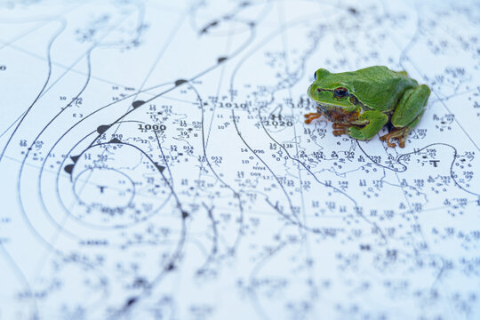 The European tree frog is a small tree frog.