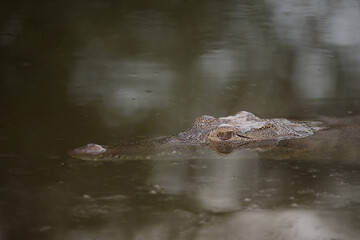 Nilkrokodil / Nile crocodile / Crocodylus niloticus