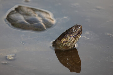 Gezähnelte Pelomeduse - Gezackte Pelomedusenschildkröte / Serrated side-neck turtles - Serrated hinged terrapin / Pelusios sinuatus.