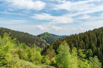 Evergreen forest with a mountain backdrop under a cloudy sky