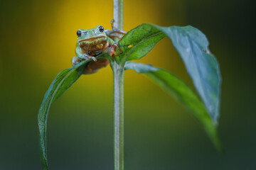 The European tree frog is a small tree frog.