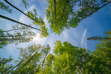Observing the sunlight peeking through forest canopy of trees,sustainability