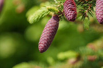 A close up of a shortstraw pine cone on a tree branch