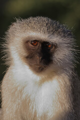Grüne Meerkatze / Vervet monkey / Cercopithecus aethiops ..